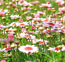 Juchheim Natur Juchheim Natur